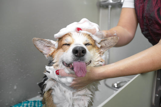 🐾 How Often Should I Wash My Dog? (Vet‑Approved Aussie Guide)